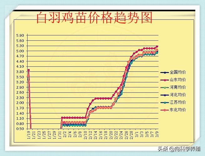 肉鸡苗价格最新报价,肉鸡苗价格最新报价，市场走势与影响因素分析